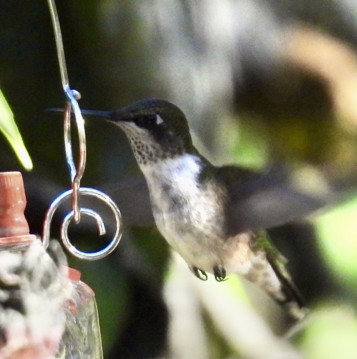 rubinstrupekolibri - ML647208080