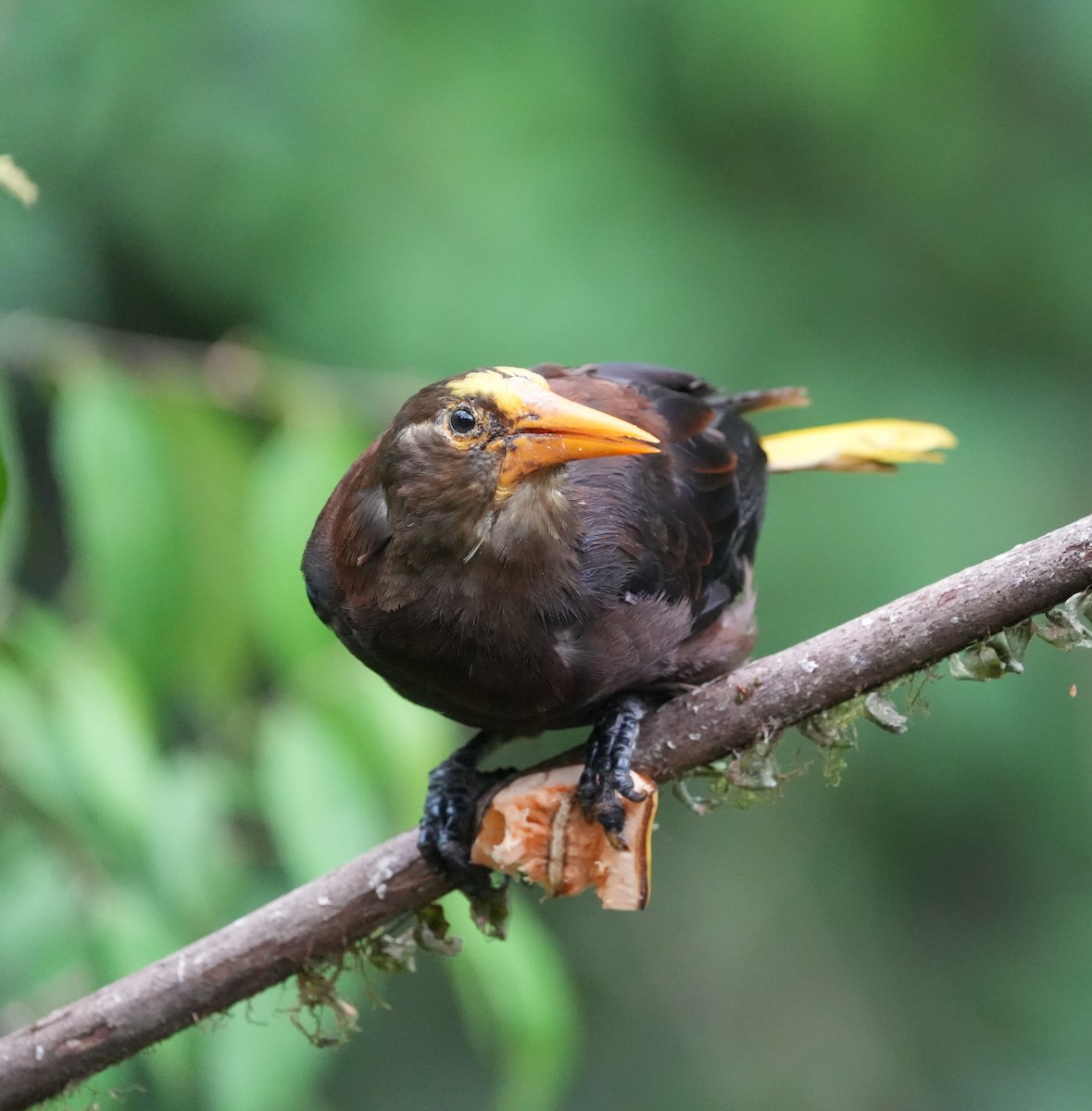 brunoropendola (angustifrons gr.) - ML647208081