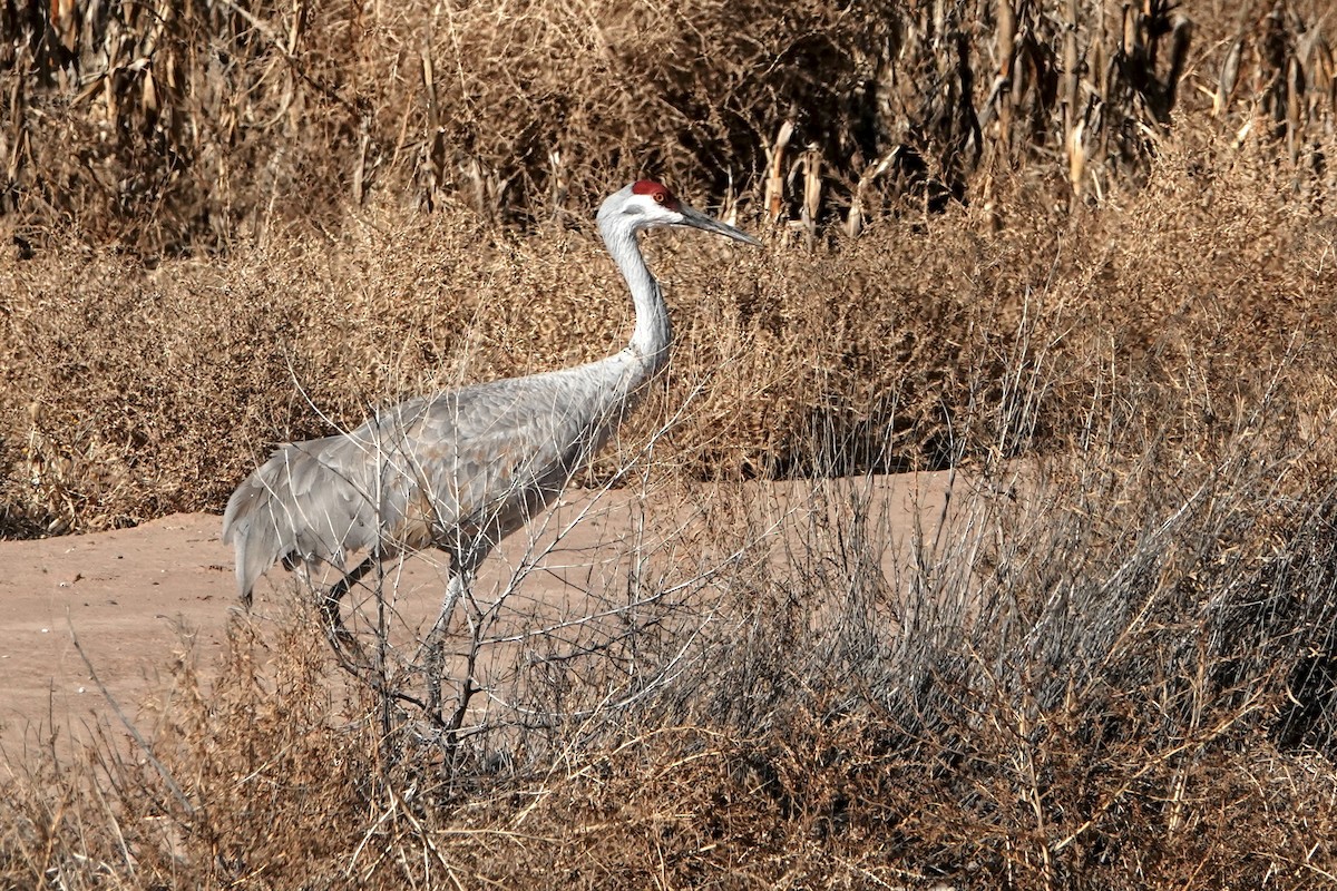 沙丘鶴 - ML647208090