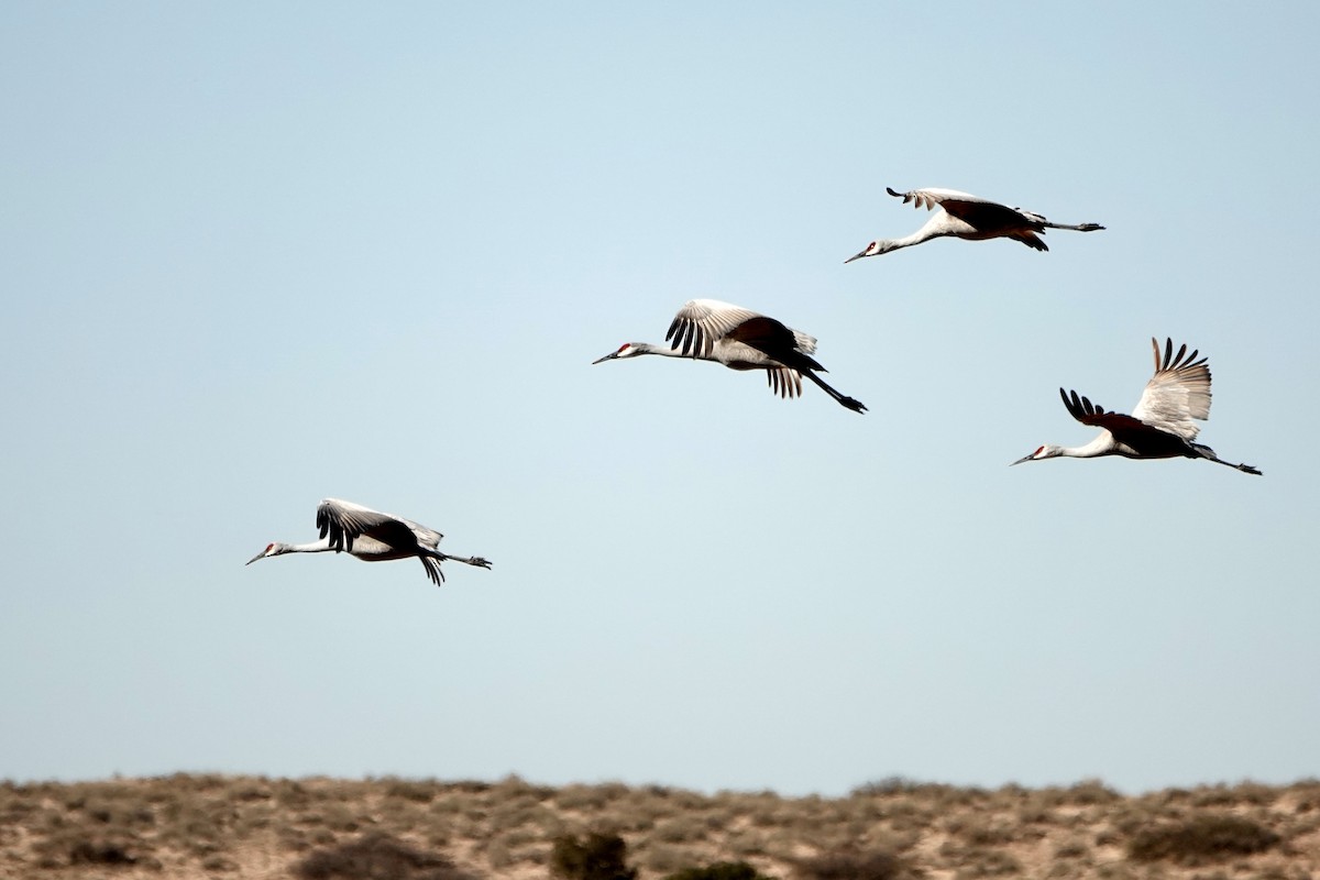 沙丘鶴 - ML647208092