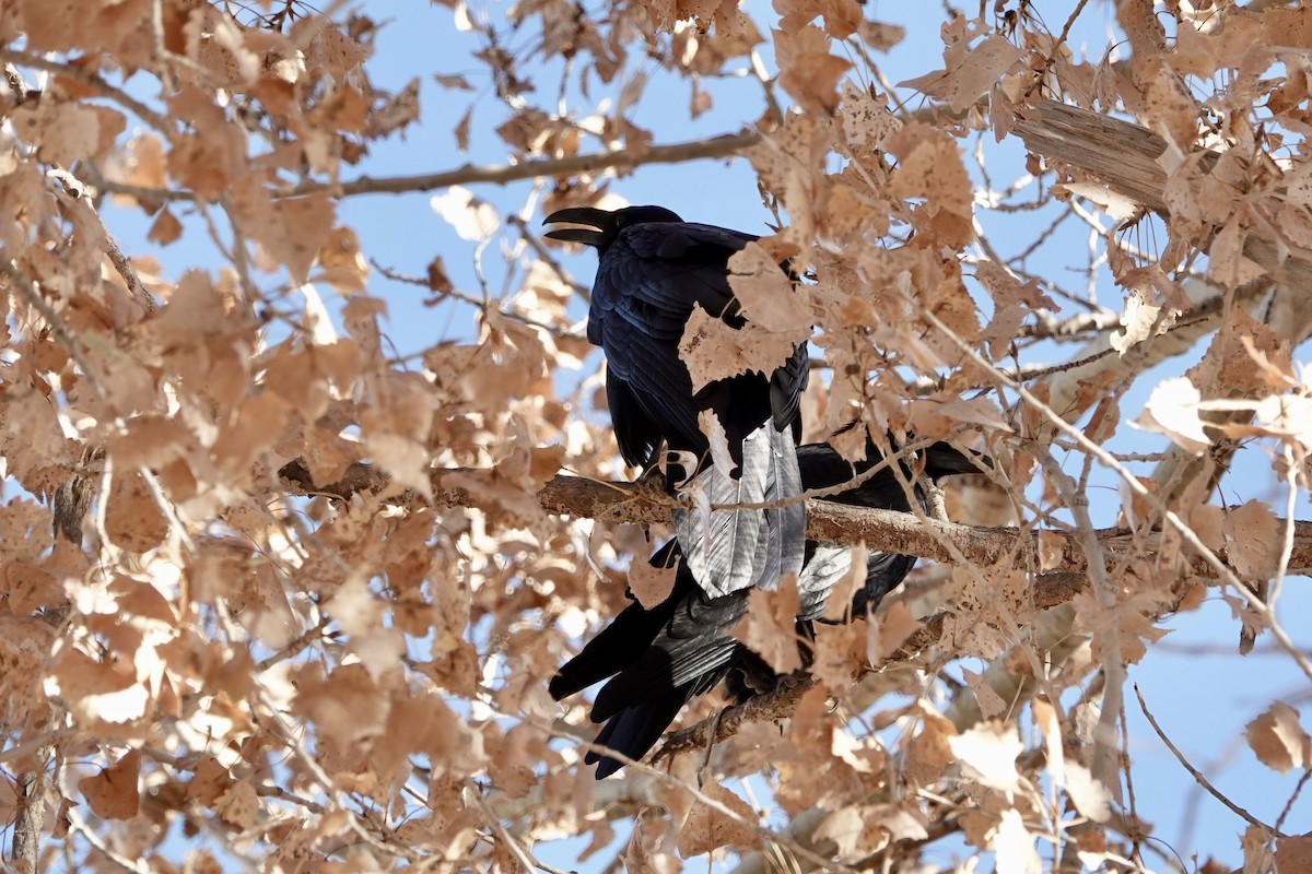 Common Raven - ML647208105