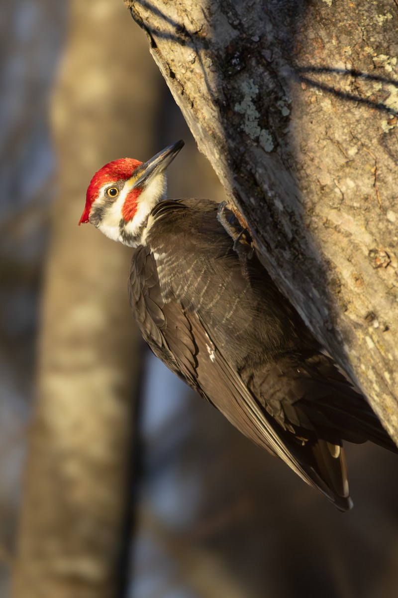 Pileated Woodpecker - ML647208112