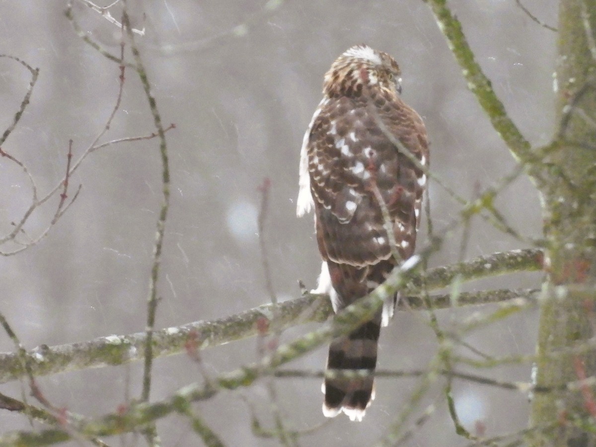 jestřáb americký - ML647208124