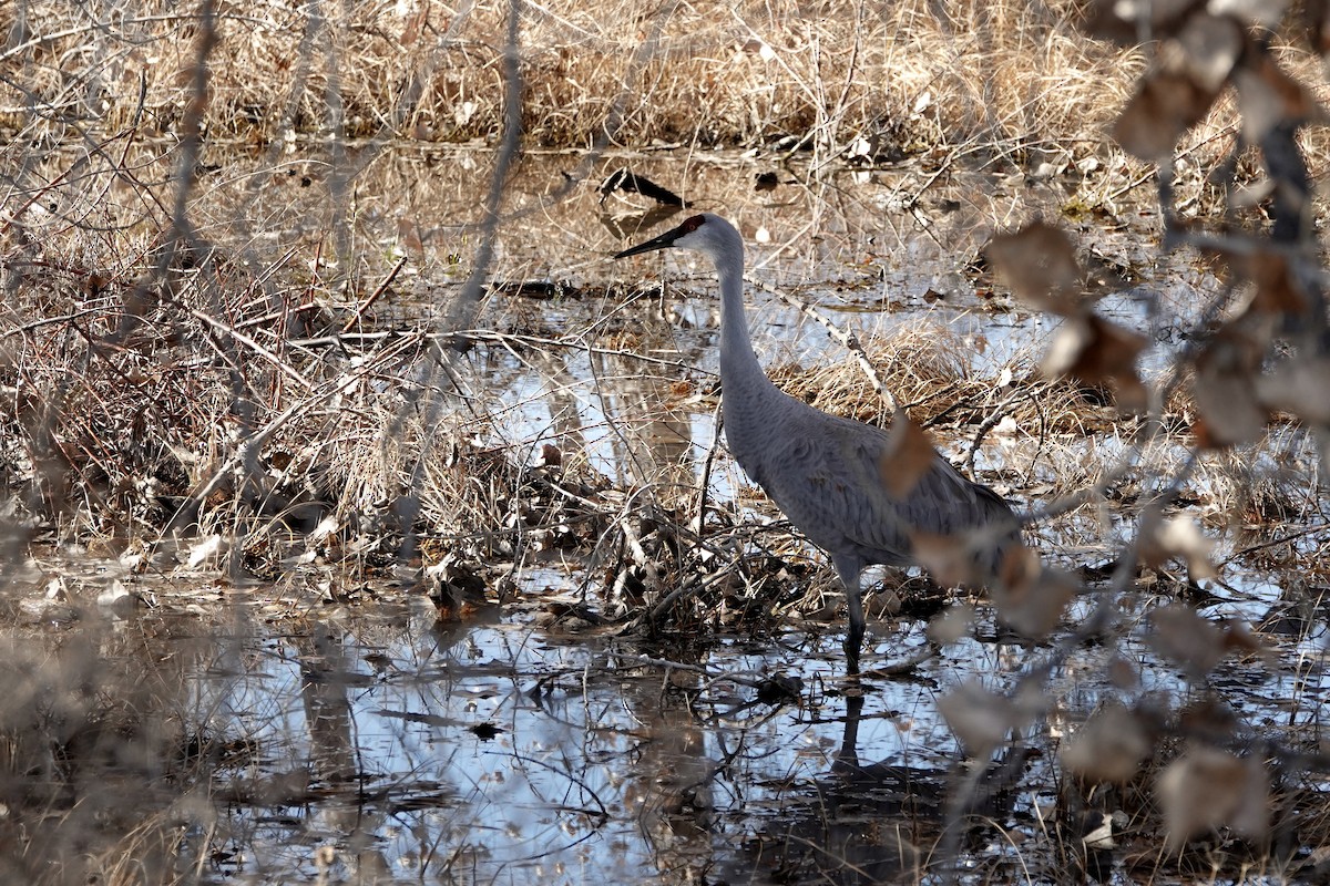 沙丘鶴 - ML647208131