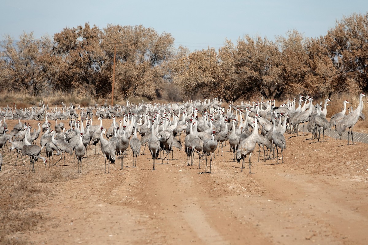 沙丘鶴 - ML647208137