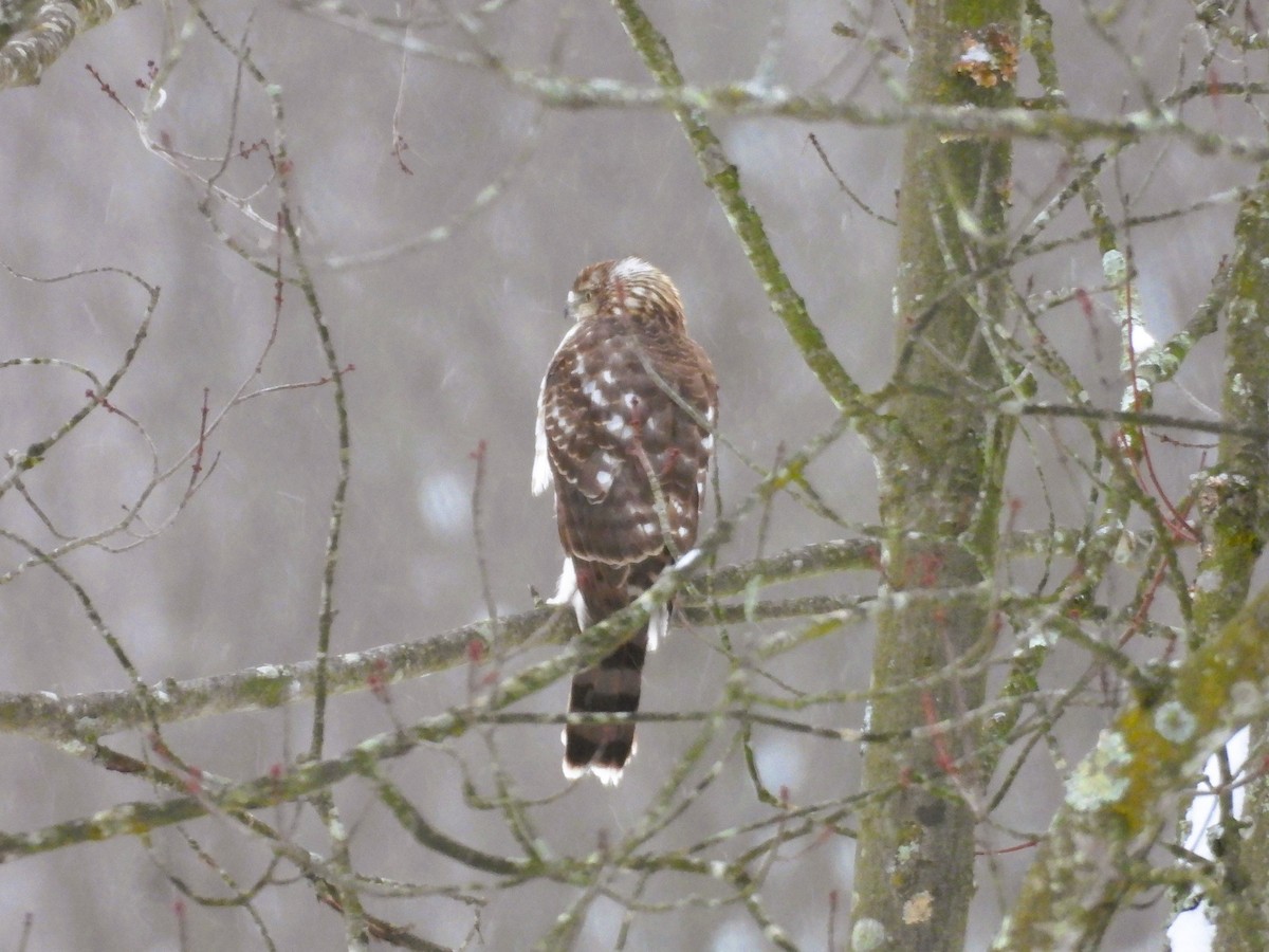 jestřáb americký - ML647208142