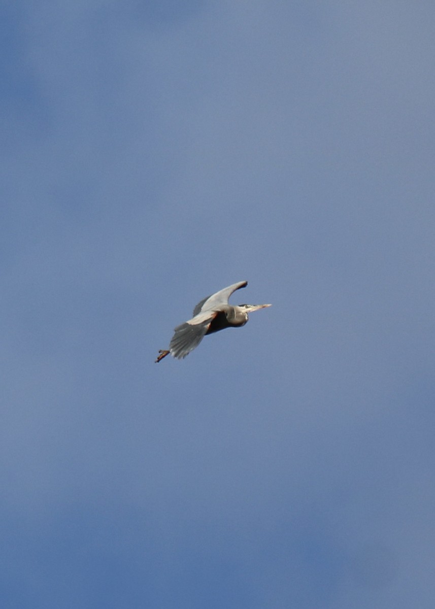 Great Blue Heron - ML647208145