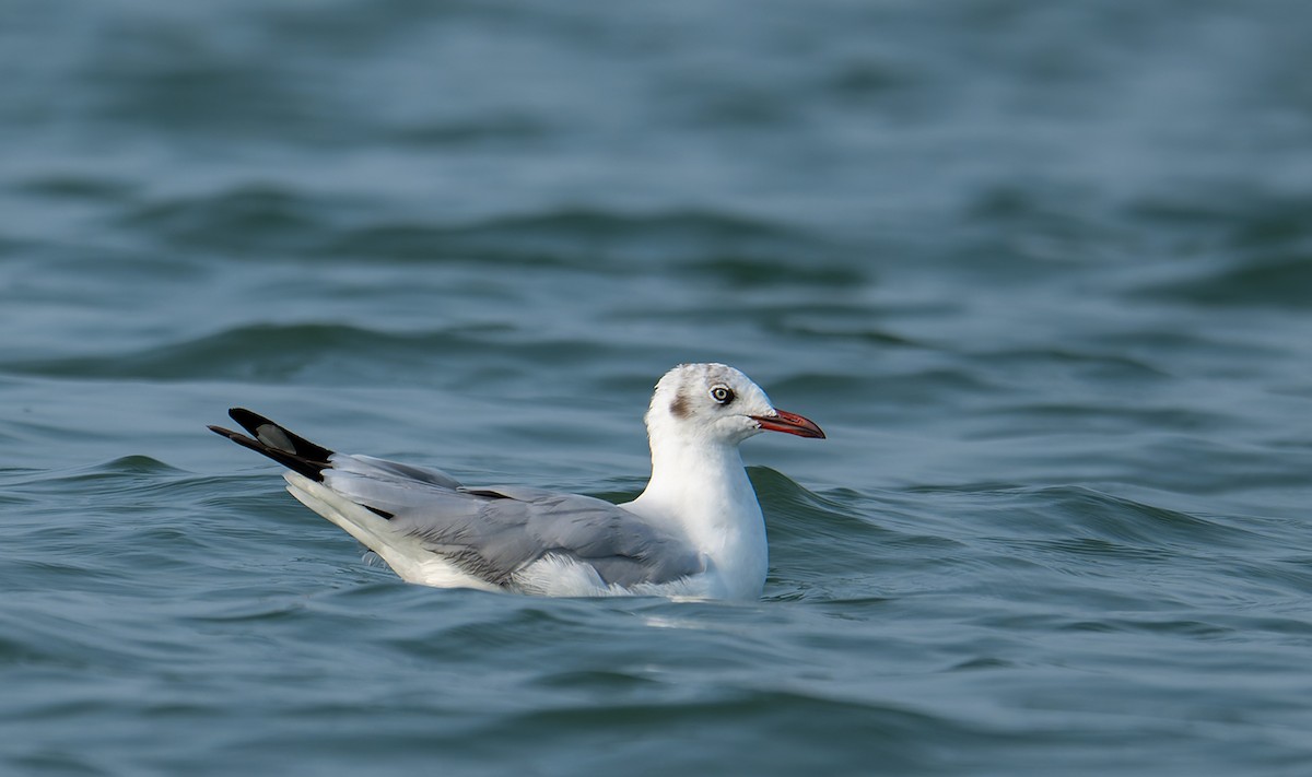 Буроголовая чайка - ML647208147