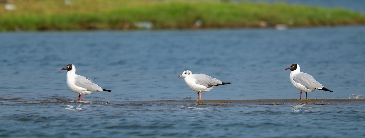 Буроголовая чайка - ML647208148