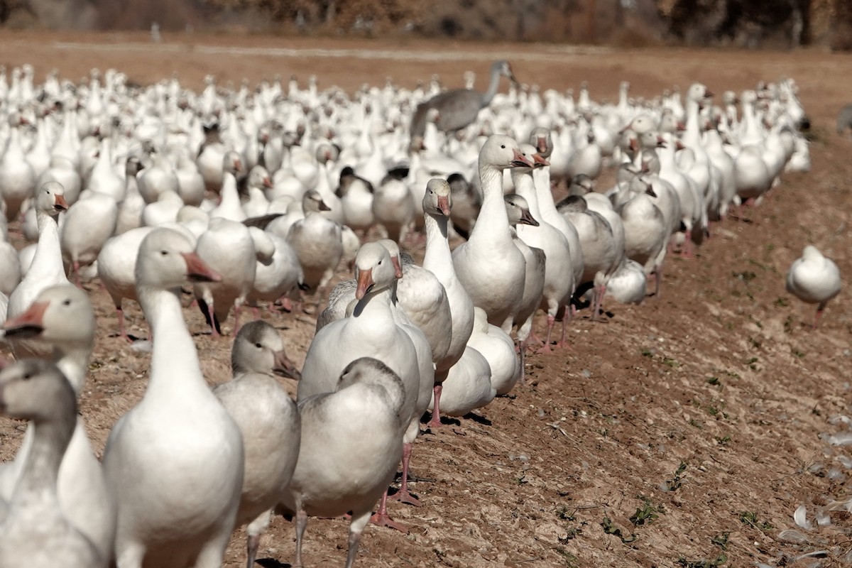 Snow Goose - ML647208151