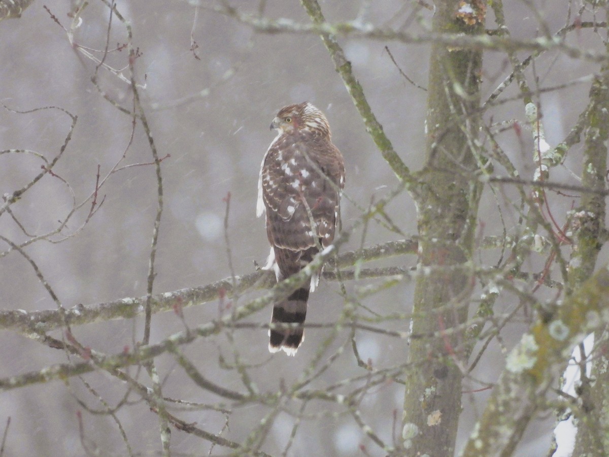 jestřáb americký - ML647208156