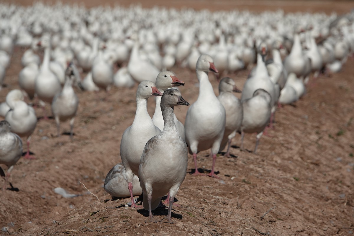 Snow Goose - ML647208157