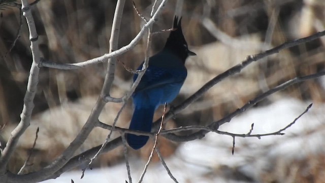 Steller Kargası - ML647208160