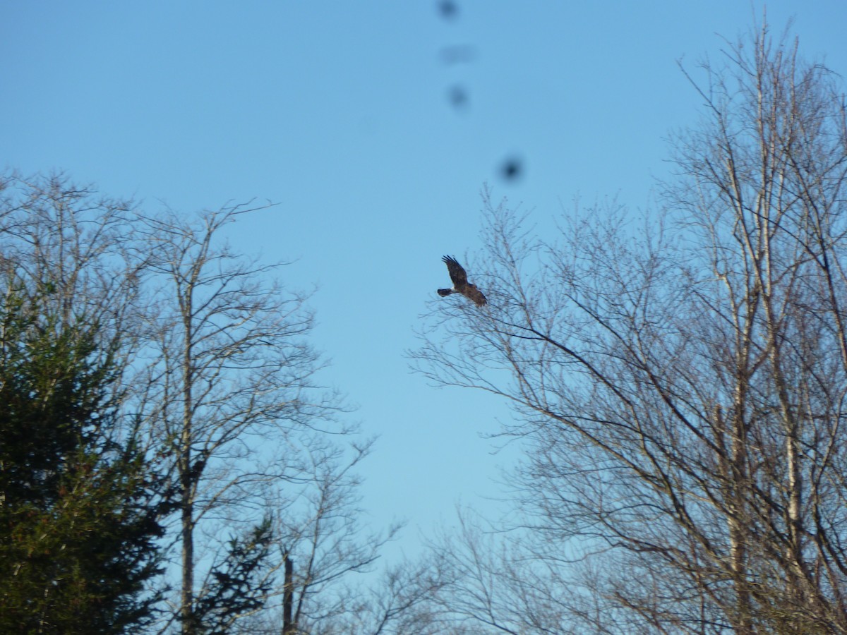 Northern Harrier - ML647208161