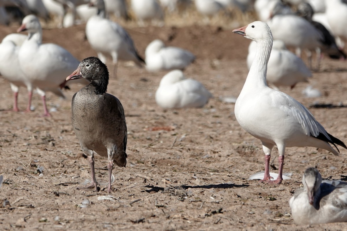 Snow Goose - ML647208162