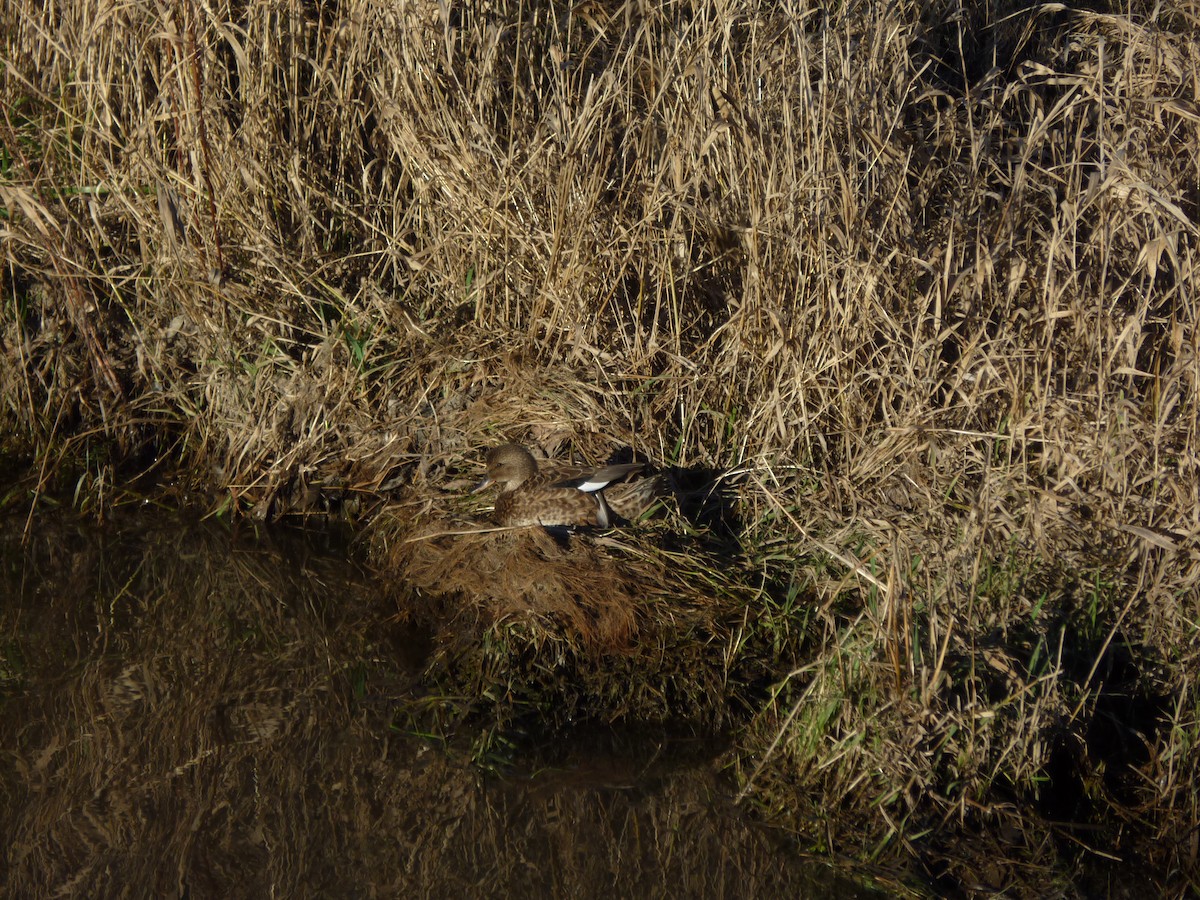 Gadwall - ML647208167