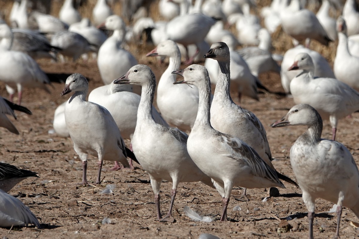 Snow Goose - ML647208173