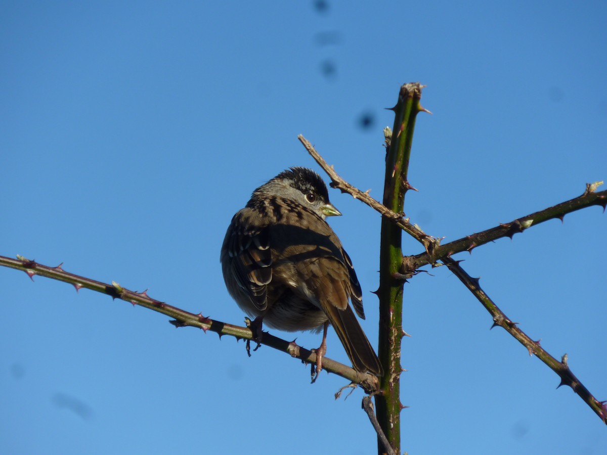 Golden-crowned Sparrow - ML647208175