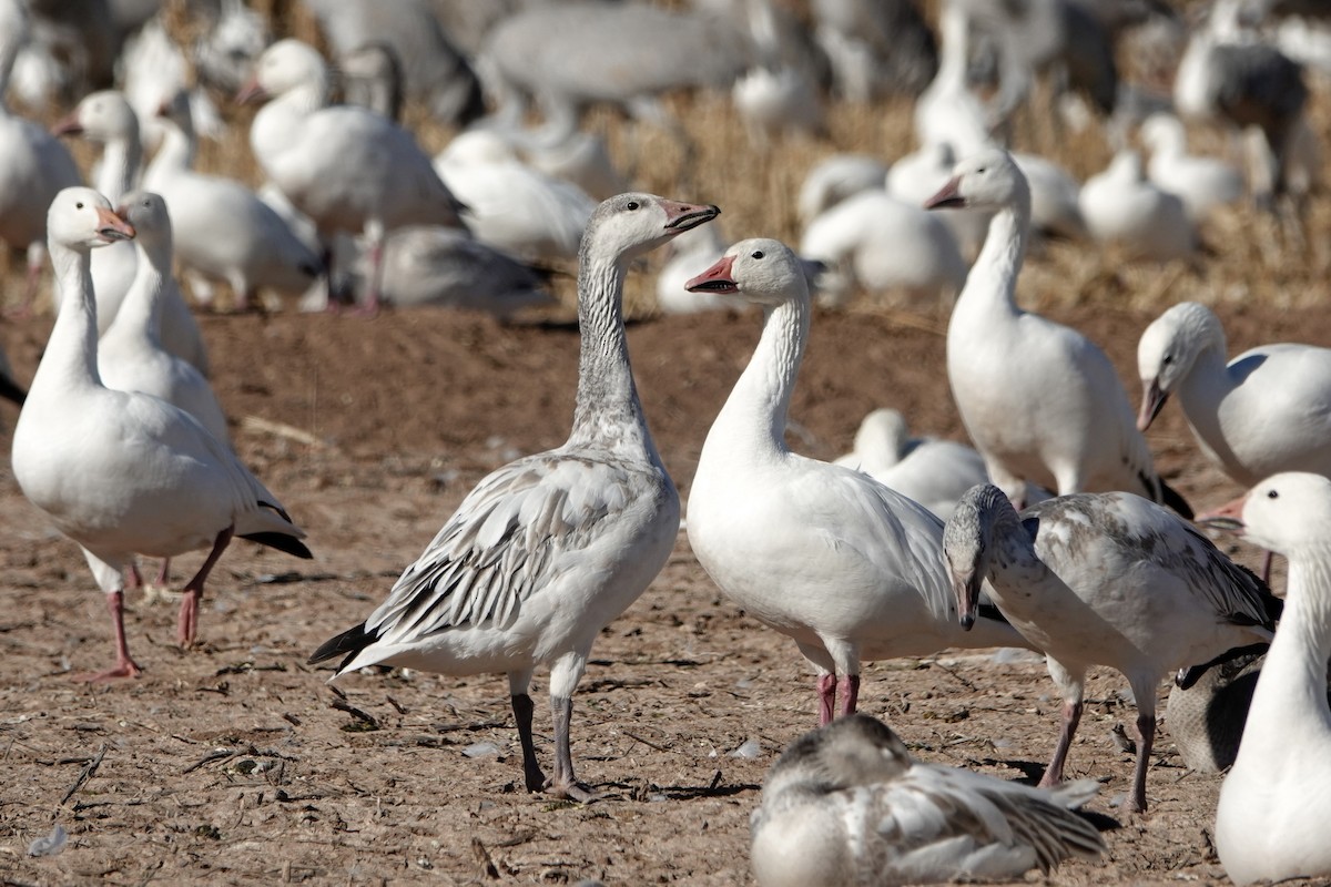 Snow Goose - ML647208176