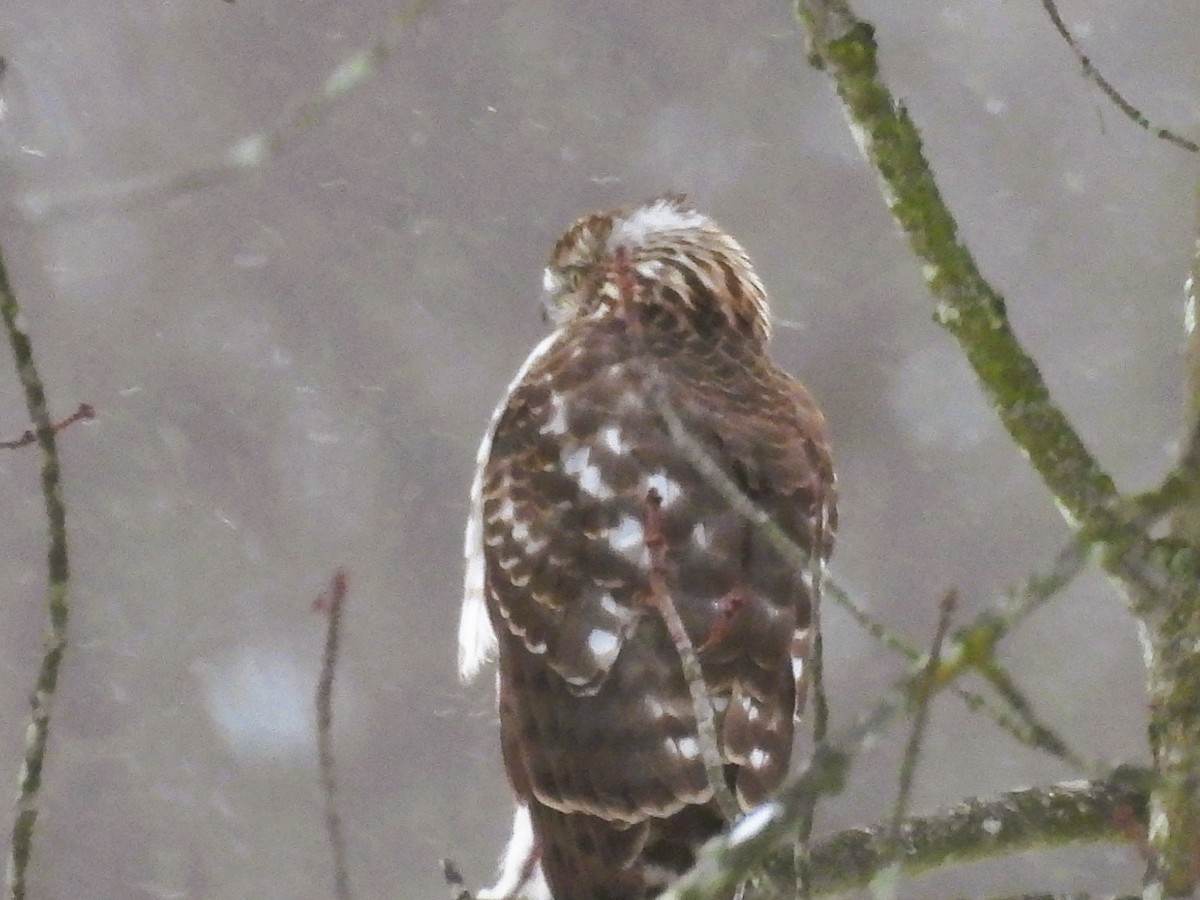 jestřáb americký - ML647208177