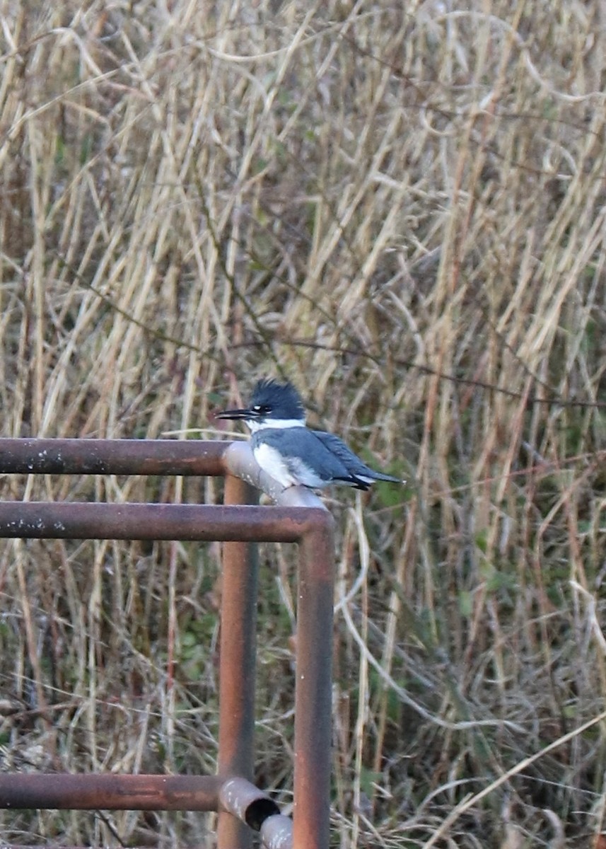 Belted Kingfisher - ML647208181