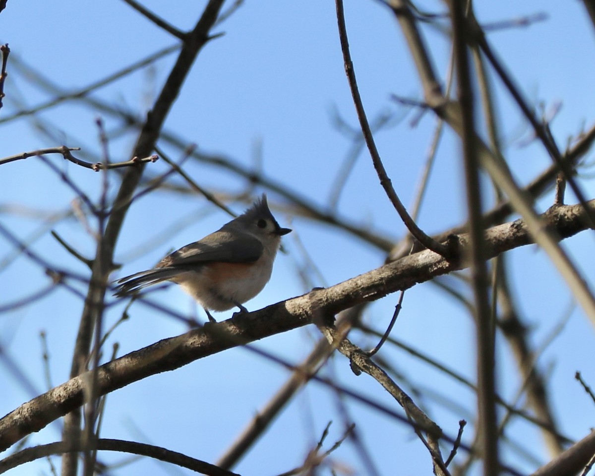 Tufted Titmouse - ML647208190