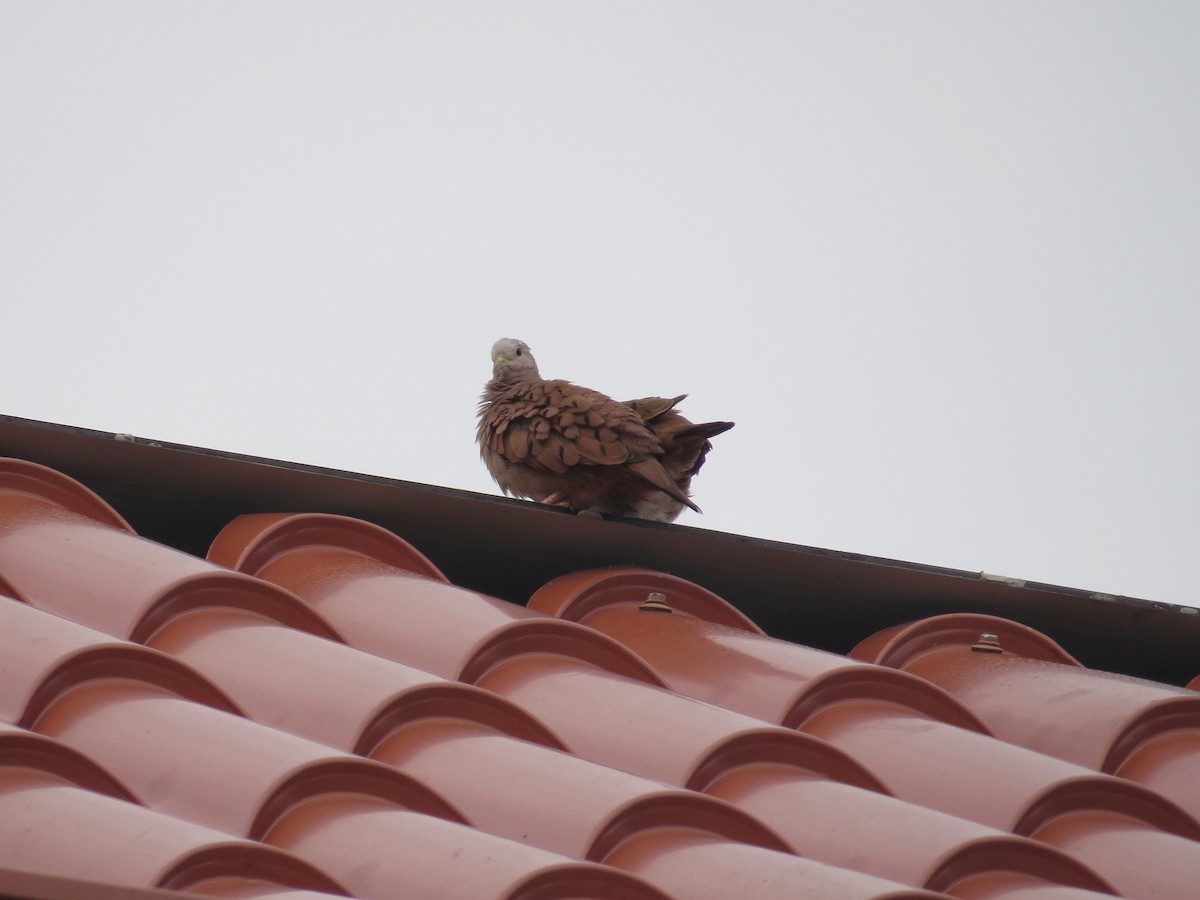 Ruddy Ground Dove - ML647208191