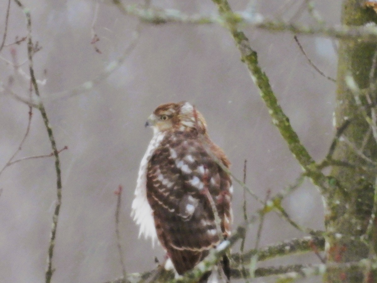 jestřáb americký - ML647208192