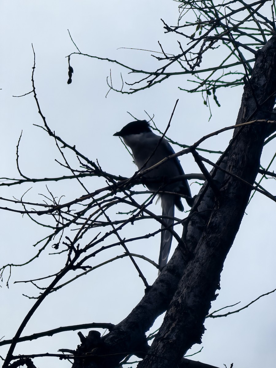 Azure-winged Magpie - ML647208210