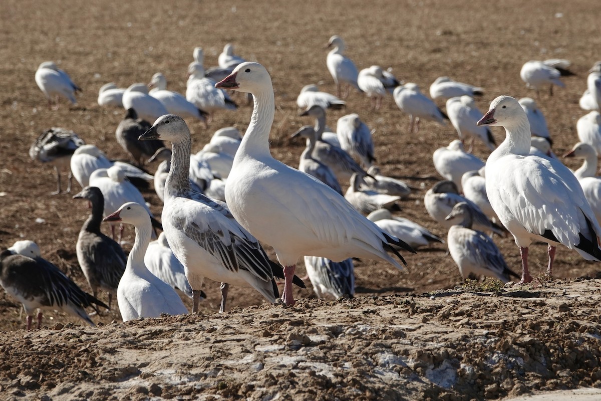 Snow Goose - ML647208212