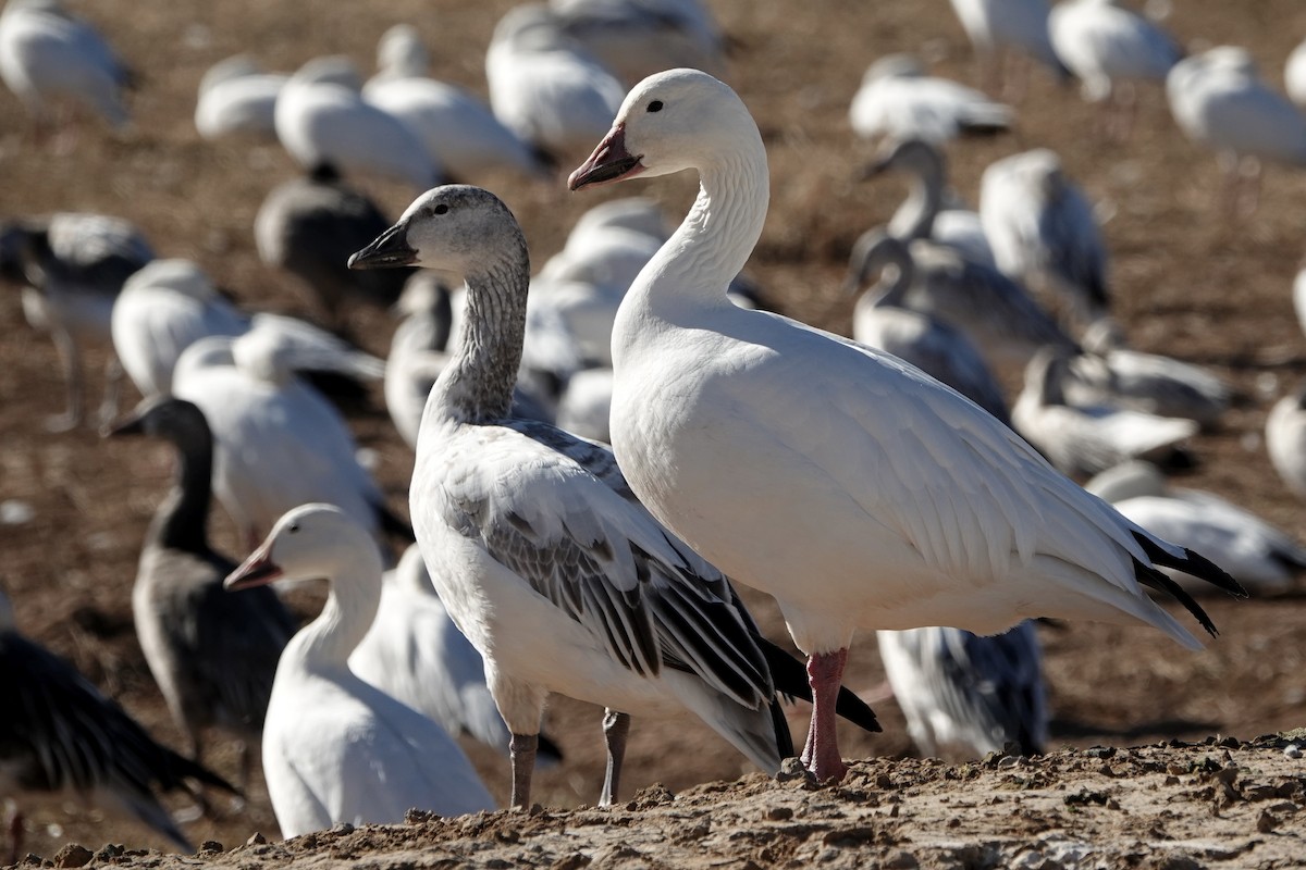 Snow Goose - ML647208220