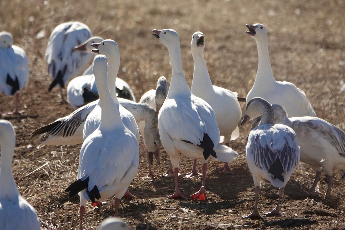 Snow Goose - ML647208226