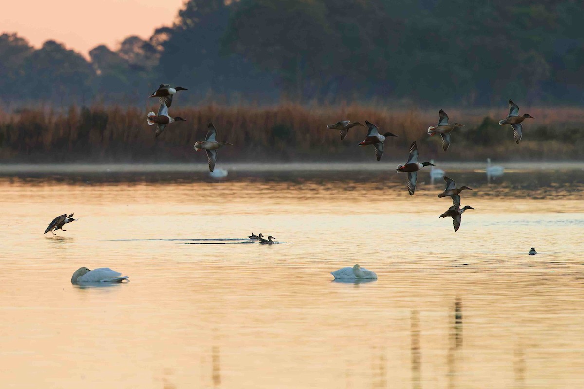 Northern Shoveler - ML647208229