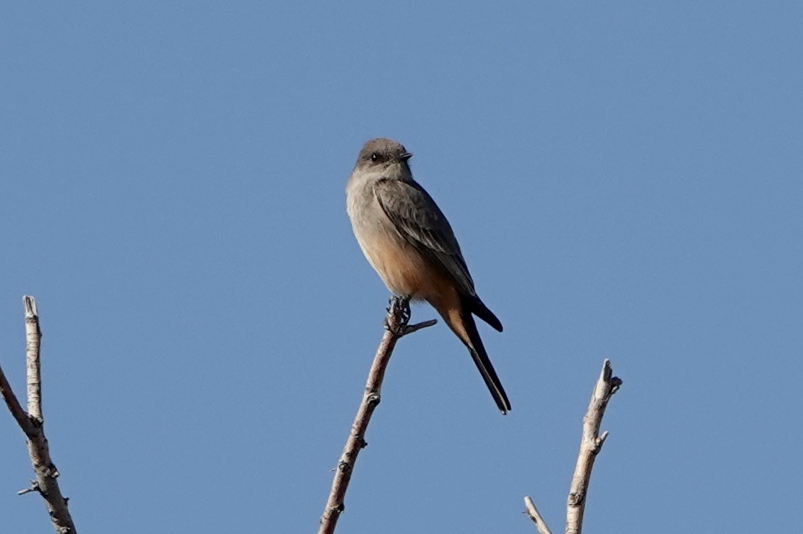 Say's Phoebe - ML647208239