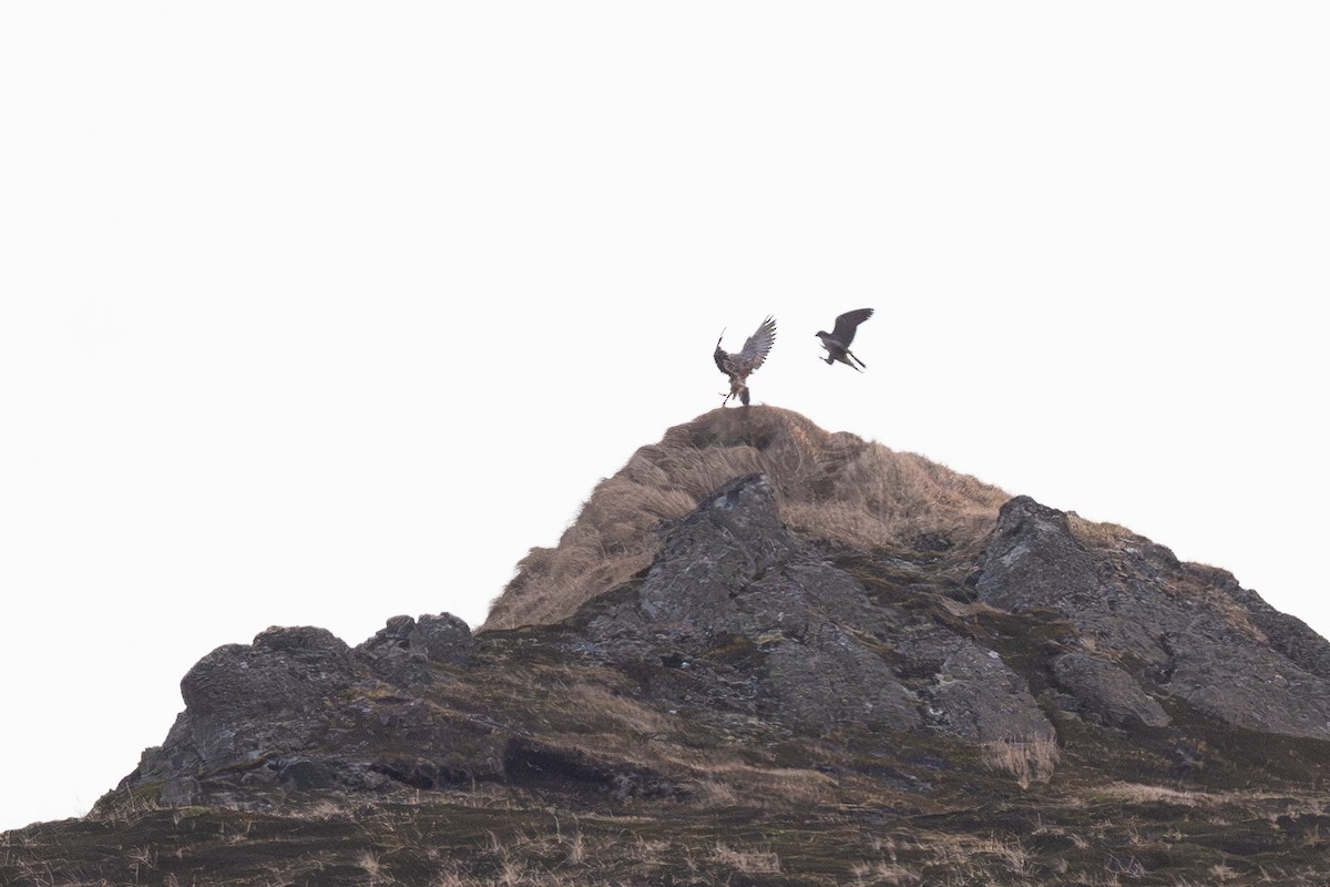 Кречет - ML647208242