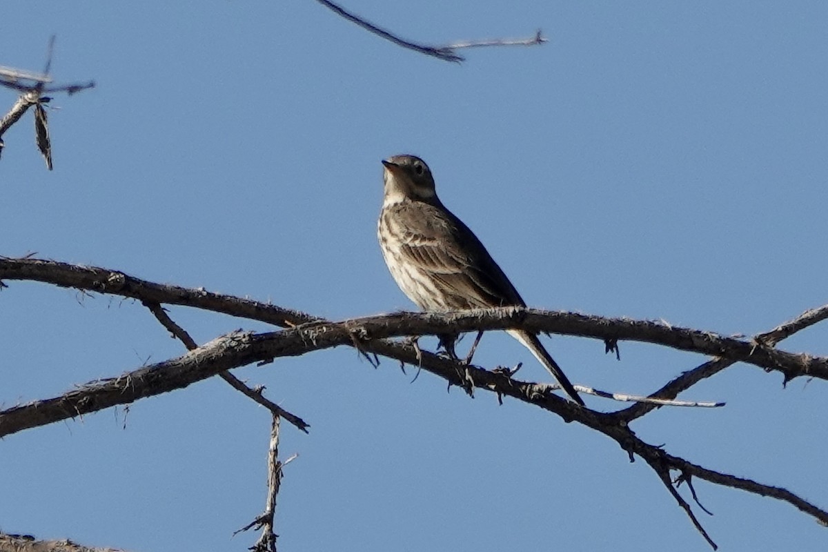 American Pipit - ML647208247
