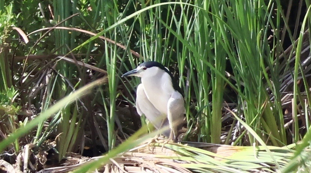 Black-crowned Night Heron - ML647208250