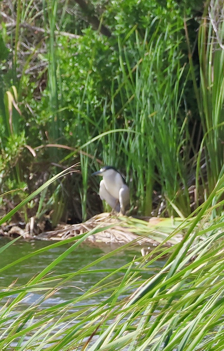 Black-crowned Night Heron - ML647208251