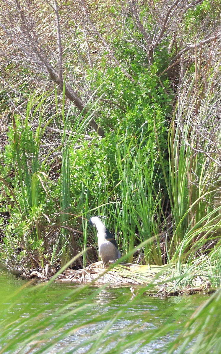 Black-crowned Night Heron - ML647208252