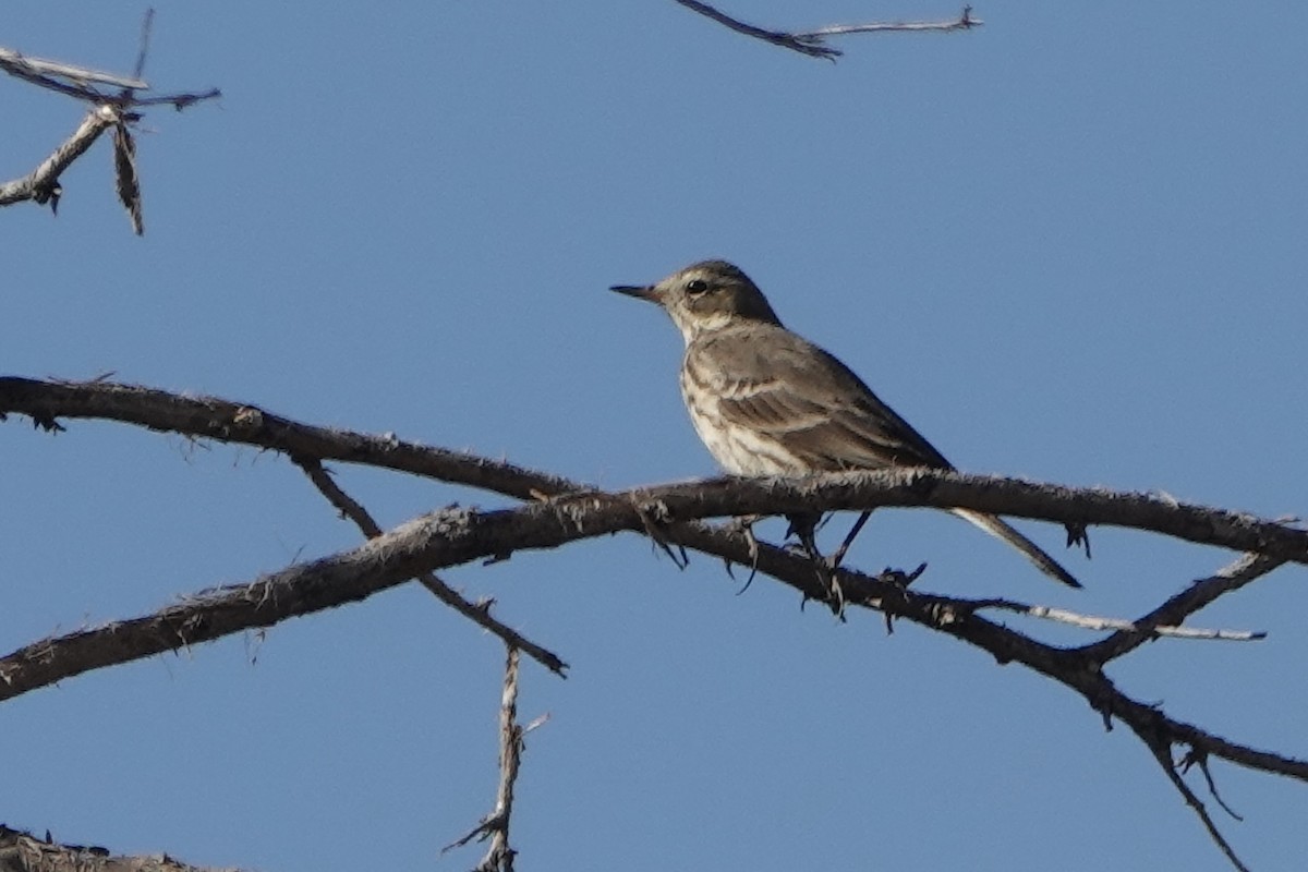 American Pipit - ML647208254