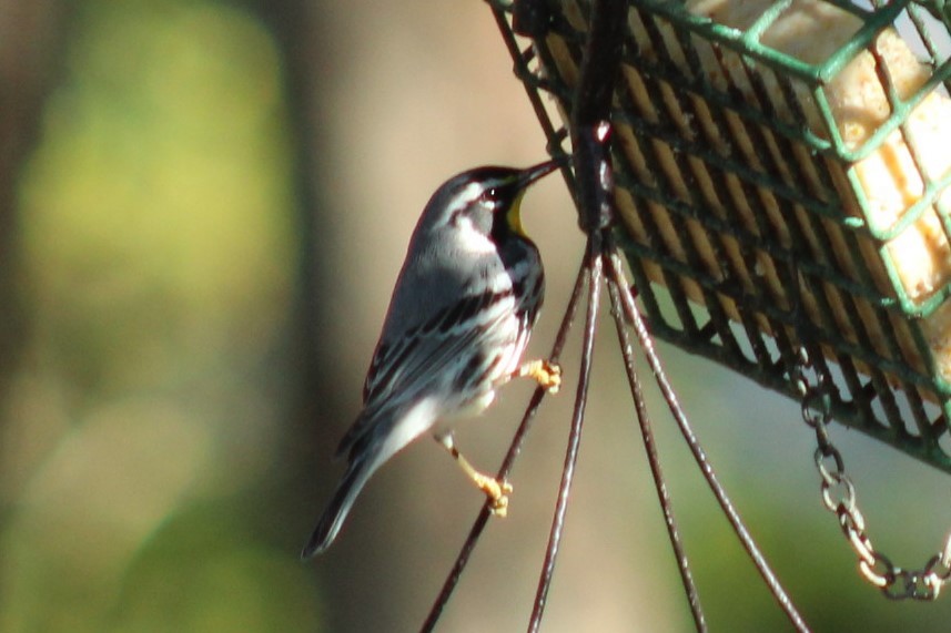 Goldkehl-Waldsänger - ML647208255