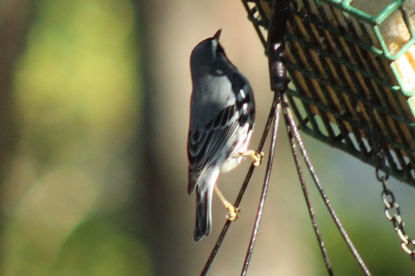 Goldkehl-Waldsänger - ML647208256