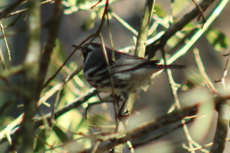 Goldkehl-Waldsänger - ML647208257