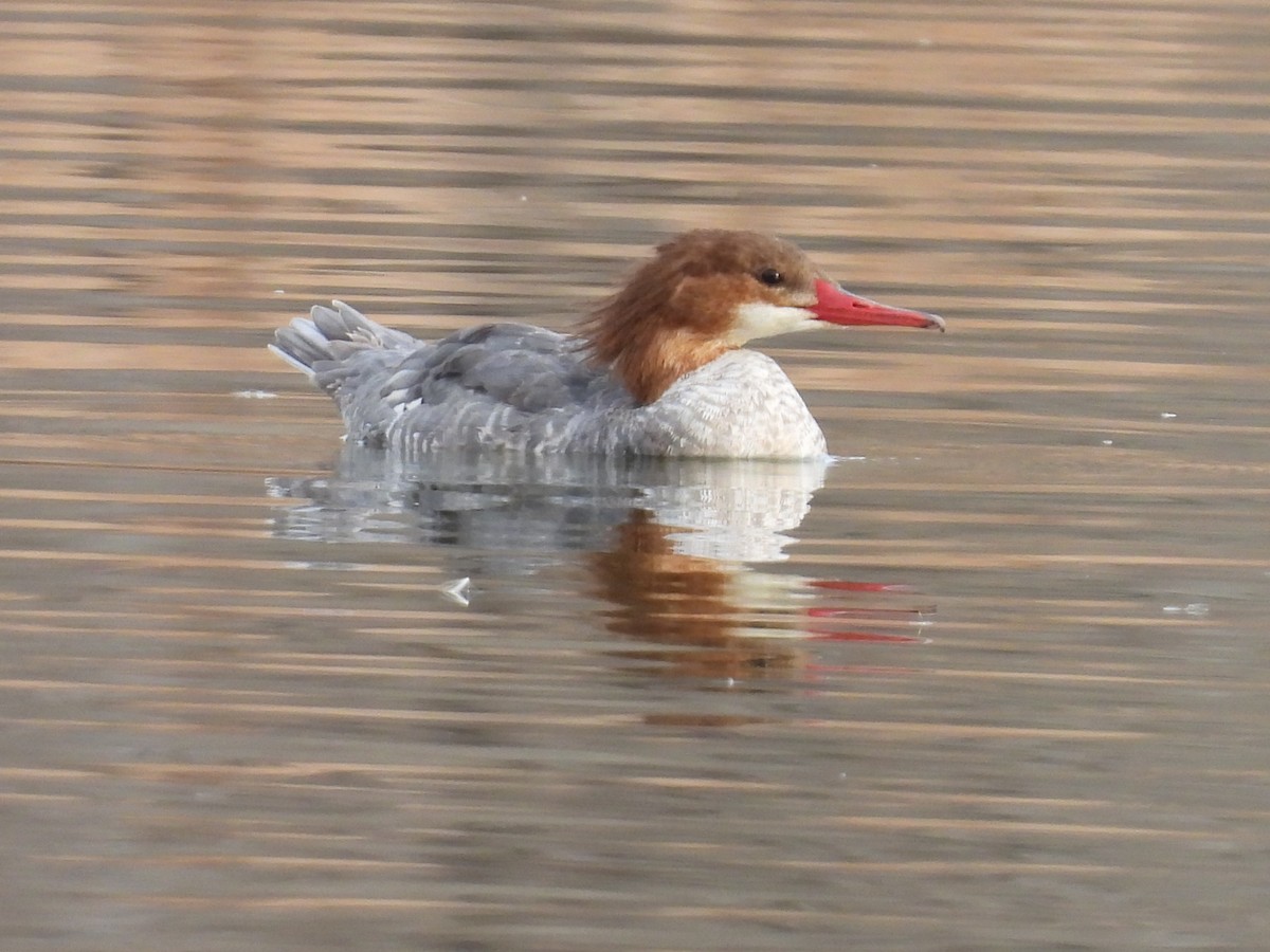 Common Merganser - ML647208260
