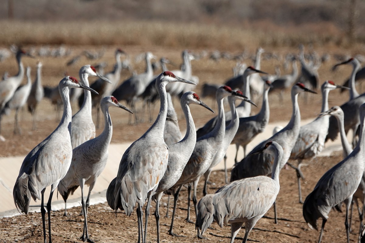 沙丘鶴 - ML647208262