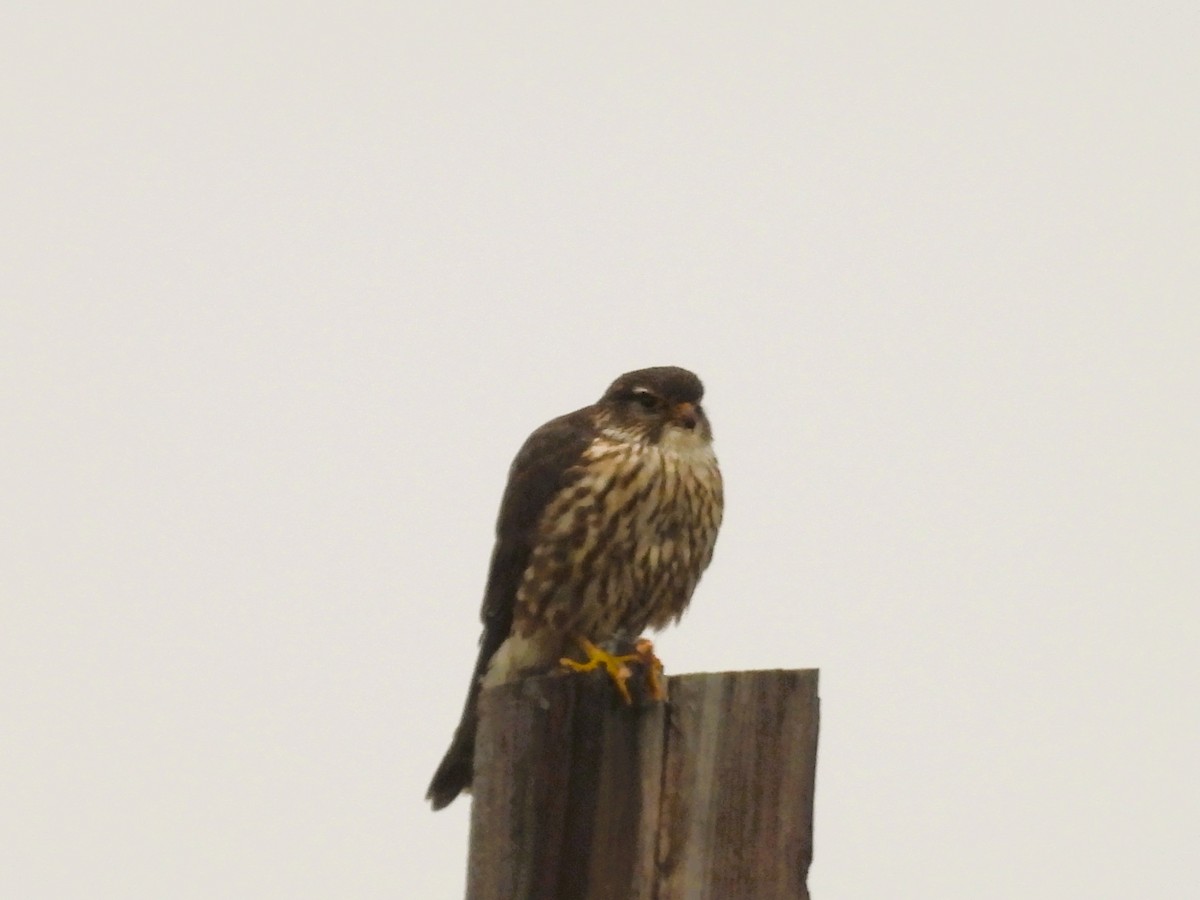 dřemlík tundrový - ML647208264