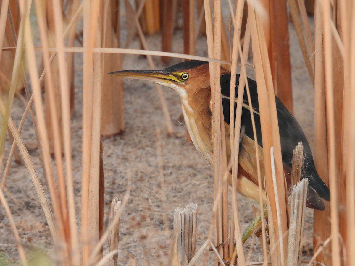 Petit Blongios - ML647208266
