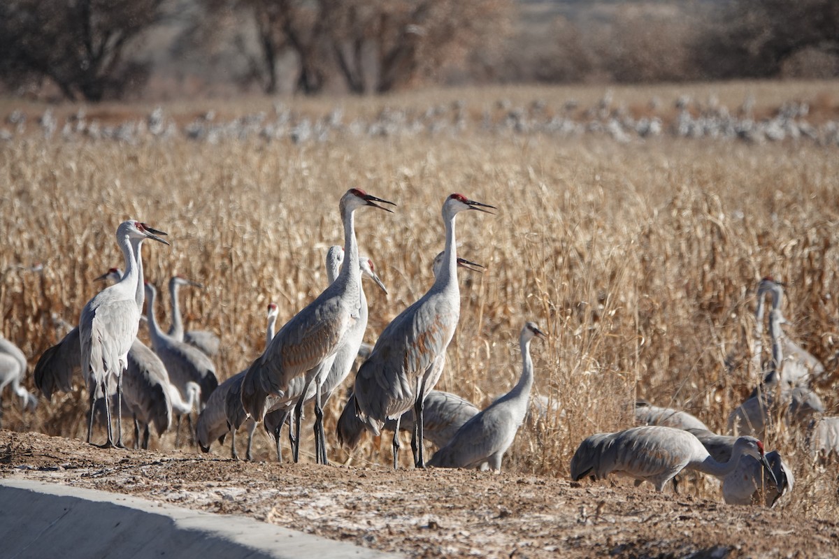 沙丘鶴 - ML647208269