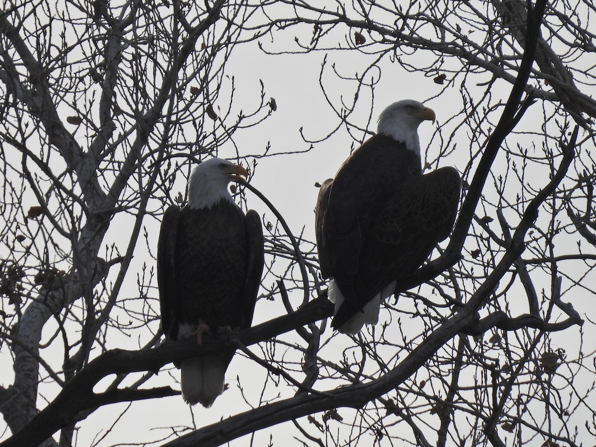 Bald Eagle - ML647208271