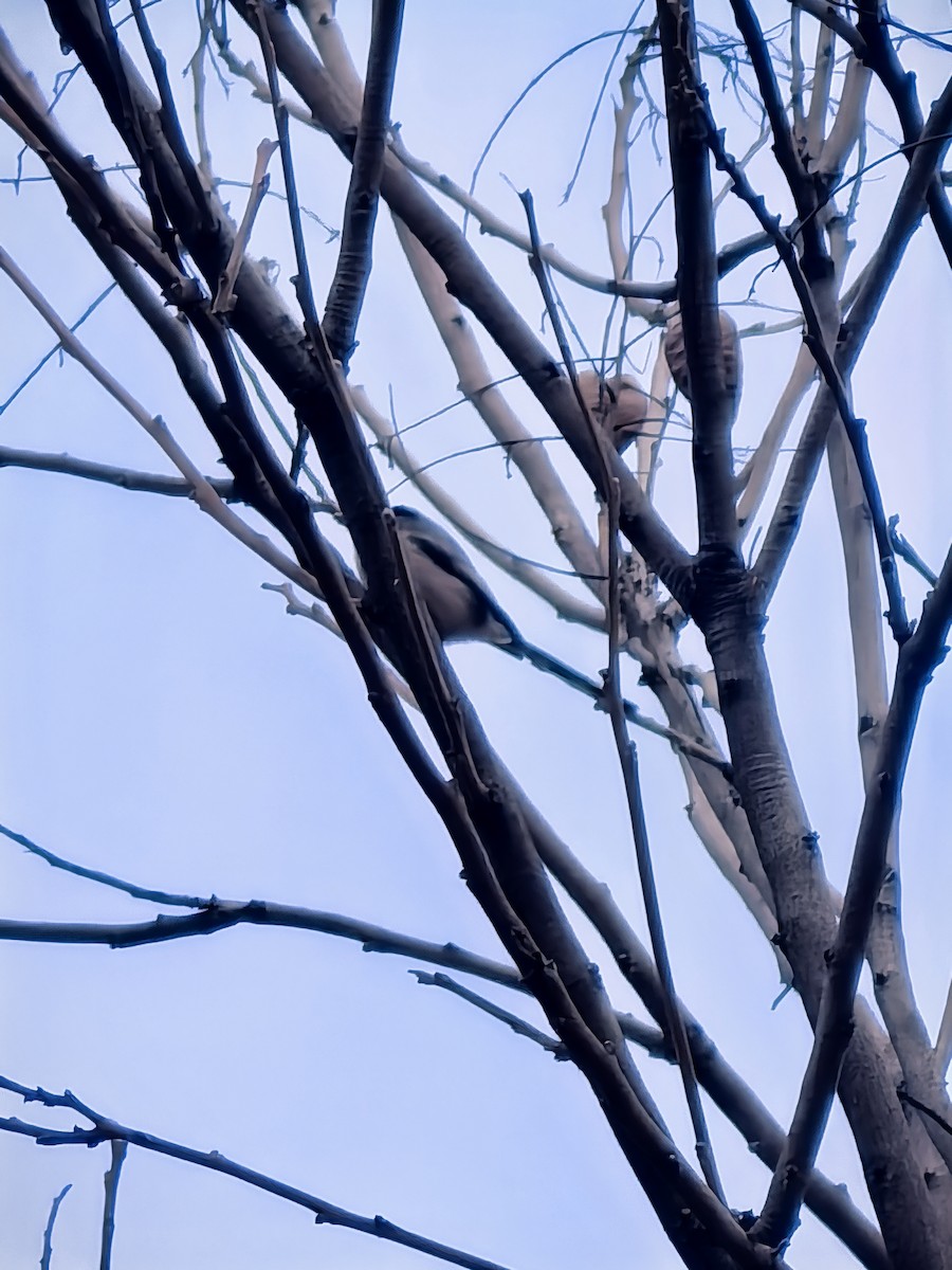 Silver-throated Tit - ML647208273